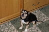 Filename=20081122_007.jpg
Filesize=214KiB
Dimensions=1023x685
Date added=Dec 07, 2008 20081122_007.jpg