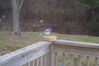 Filename=20081213_001.jpg
Filesize=142KiB
Dimensions=1023x685
Date added=Dec 30, 2008 20081213_001.jpg