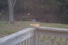 Filename=20081213_002.jpg
Filesize=130KiB
Dimensions=1023x685
Date added=Dec 30, 2008 20081213_002.jpg