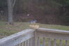 Filename=20081213_003.jpg
Filesize=130KiB
Dimensions=1023x685
Date added=Dec 30, 2008 20081213_003.jpg