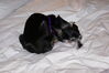 Filename=20090101_006.jpg
Filesize=122KiB
Dimensions=1023x685
Date added=Jan 04, 2009 20090101_006.jpg