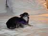 Filename=20090101_009.jpg
Filesize=100KiB
Dimensions=1024x768
Date added=Jan 04, 2009 20090101_009.jpg