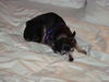 Filename=20090101_010.jpg
Filesize=96KiB
Dimensions=1024x768
Date added=Jan 04, 2009 20090101_010.jpg