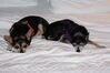 Filename=20090101_014.jpg
Filesize=128KiB
Dimensions=1023x685
Date added=Jan 04, 2009 20090101_014.jpg