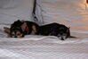 Filename=20090101_015.jpg
Filesize=125KiB
Dimensions=1023x685
Date added=Jan 04, 2009 20090101_015.jpg