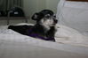 Filename=20090101_017.jpg
Filesize=107KiB
Dimensions=1023x685
Date added=Jan 04, 2009 20090101_017.jpg