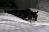Filename=20090101_018.jpg
Filesize=105KiB
Dimensions=1023x685
Date added=Jan 04, 2009 20090101_018.jpg