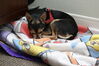 Filename=20090101_019.jpg
Filesize=161KiB
Dimensions=1023x685
Date added=Jan 04, 2009 20090101_019.jpg