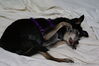 Filename=20090101_021.jpg
Filesize=126KiB
Dimensions=1023x685
Date added=Jan 04, 2009 20090101_021.jpg