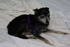 Filename=20090101_023.jpg
Filesize=119KiB
Dimensions=1023x685
Date added=Jan 04, 2009 20090101_023.jpg