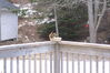 Filename=20090128_001.jpg
Filesize=184KiB
Dimensions=1023x685
Date added=Mar 04, 2009 20090128_001.jpg