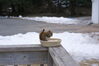 Filename=20090128_003.jpg
Filesize=115KiB
Dimensions=1023x685
Date added=Mar 04, 2009 20090128_003.jpg