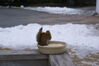Filename=20090128_004.jpg
Filesize=106KiB
Dimensions=1023x685
Date added=Mar 04, 2009 20090128_004.jpg