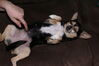 Filename=20090130_002.jpg
Filesize=140KiB
Dimensions=1023x685
Date added=Mar 04, 2009 20090130_002.jpg