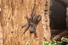 Filename=20090228_006.jpg
Filesize=241KiB
Dimensions=1023x685
Date added=Mar 04, 2009 20090228_006.jpg