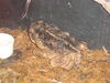 Filename=20090228_010.jpg
Filesize=171KiB
Dimensions=1024x768
Date added=Mar 04, 2009 20090228_010.jpg