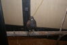 Filename=20090228_016.jpg
Filesize=205KiB
Dimensions=1023x685
Date added=Mar 04, 2009 20090228_016.jpg