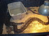 Filename=20090228_018.jpg
Filesize=266KiB
Dimensions=1024x768
Date added=Mar 04, 2009 20090228_018.jpg