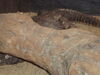 Filename=20090228_022.jpg
Filesize=154KiB
Dimensions=1024x768
Date added=Mar 04, 2009 20090228_022.jpg
