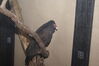 Filename=20090228_023.jpg
Filesize=196KiB
Dimensions=1023x685
Date added=Mar 04, 2009 20090228_023.jpg