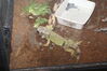 Filename=20090228_030.jpg
Filesize=221KiB
Dimensions=1023x685
Date added=Mar 04, 2009 20090228_030.jpg