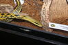 Filename=20090228_047.jpg
Filesize=188KiB
Dimensions=1023x685
Date added=Mar 04, 2009 20090228_047.jpg
