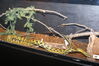 Filename=20090228_048.jpg
Filesize=225KiB
Dimensions=1023x685
Date added=Mar 04, 2009 20090228_048.jpg