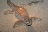 Filename=20090228_050.jpg
Filesize=268KiB
Dimensions=1023x685
Date added=Mar 04, 2009 20090228_050.jpg