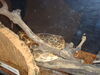 Filename=20090228_053.jpg
Filesize=173KiB
Dimensions=1024x768
Date added=Mar 04, 2009 20090228_053.jpg