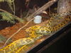 Filename=20090228_054.jpg
Filesize=179KiB
Dimensions=1024x768
Date added=Mar 04, 2009 20090228_054.jpg