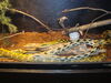 Filename=20090228_056.jpg
Filesize=205KiB
Dimensions=1024x768
Date added=Mar 04, 2009 20090228_056.jpg