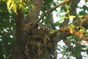 Filename=20090623_015.jpg
Filesize=197KiB
Dimensions=1023x685
Date added=Jun 30, 2009 20090623_015.jpg
