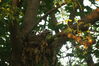 Filename=20090623_017.jpg
Filesize=190KiB
Dimensions=1023x685
Date added=Jun 30, 2009 20090623_017.jpg