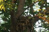 Filename=20090623_018.jpg
Filesize=190KiB
Dimensions=1023x685
Date added=Jun 30, 2009 20090623_018.jpg