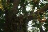 Filename=20090623_020.jpg
Filesize=179KiB
Dimensions=1023x685
Date added=Jun 30, 2009 20090623_020.jpg