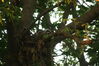Filename=20090623_021.jpg
Filesize=182KiB
Dimensions=1023x685
Date added=Jun 30, 2009 20090623_021.jpg
