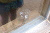 Filename=20090717_020.jpg
Filesize=128KiB
Dimensions=1023x685
Date added=Jul 22, 2009 20090717_020.jpg