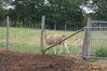 Filename=20090717_024.jpg
Filesize=257KiB
Dimensions=1023x685
Date added=Jul 22, 2009 20090717_024.jpg