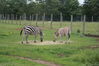 Filename=20090717_026.jpg
Filesize=228KiB
Dimensions=1023x685
Date added=Jul 22, 2009 20090717_026.jpg