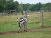 Filename=20090717_030.jpg
Filesize=184KiB
Dimensions=1024x768
Date added=Jul 22, 2009 20090717_030.jpg