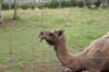 Filename=20090717_053.jpg
Filesize=207KiB
Dimensions=1023x685
Date added=Jul 22, 2009 20090717_053.jpg