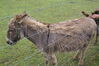 Filename=20090717_060.jpg
Filesize=206KiB
Dimensions=1023x685
Date added=Jul 22, 2009 20090717_060.jpg