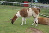 Filename=20090717_063.jpg
Filesize=212KiB
Dimensions=1023x685
Date added=Jul 22, 2009 20090717_063.jpg