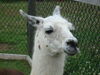 Filename=20090717_069.jpg
Filesize=149KiB
Dimensions=1024x768
Date added=Jul 22, 2009 20090717_069.jpg