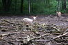 Filename=20090717_086.jpg
Filesize=267KiB
Dimensions=1023x685
Date added=Jul 22, 2009 20090717_086.jpg