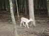 Filename=20090717_091.jpg
Filesize=185KiB
Dimensions=1024x768
Date added=Jul 22, 2009 20090717_091.jpg