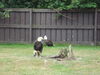 Filename=20090717_123.jpg
Filesize=146KiB
Dimensions=1024x768
Date added=Jul 22, 2009 20090717_123.jpg