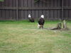 Filename=20090717_124.jpg
Filesize=157KiB
Dimensions=1024x768
Date added=Jul 22, 2009 20090717_124.jpg