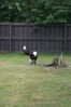 Filename=20090717_125.jpg
Filesize=180KiB
Dimensions=685x1023
Date added=Jul 22, 2009 20090717_125.jpg