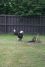 Filename=20090717_126.jpg
Filesize=183KiB
Dimensions=685x1023
Date added=Jul 22, 2009 20090717_126.jpg